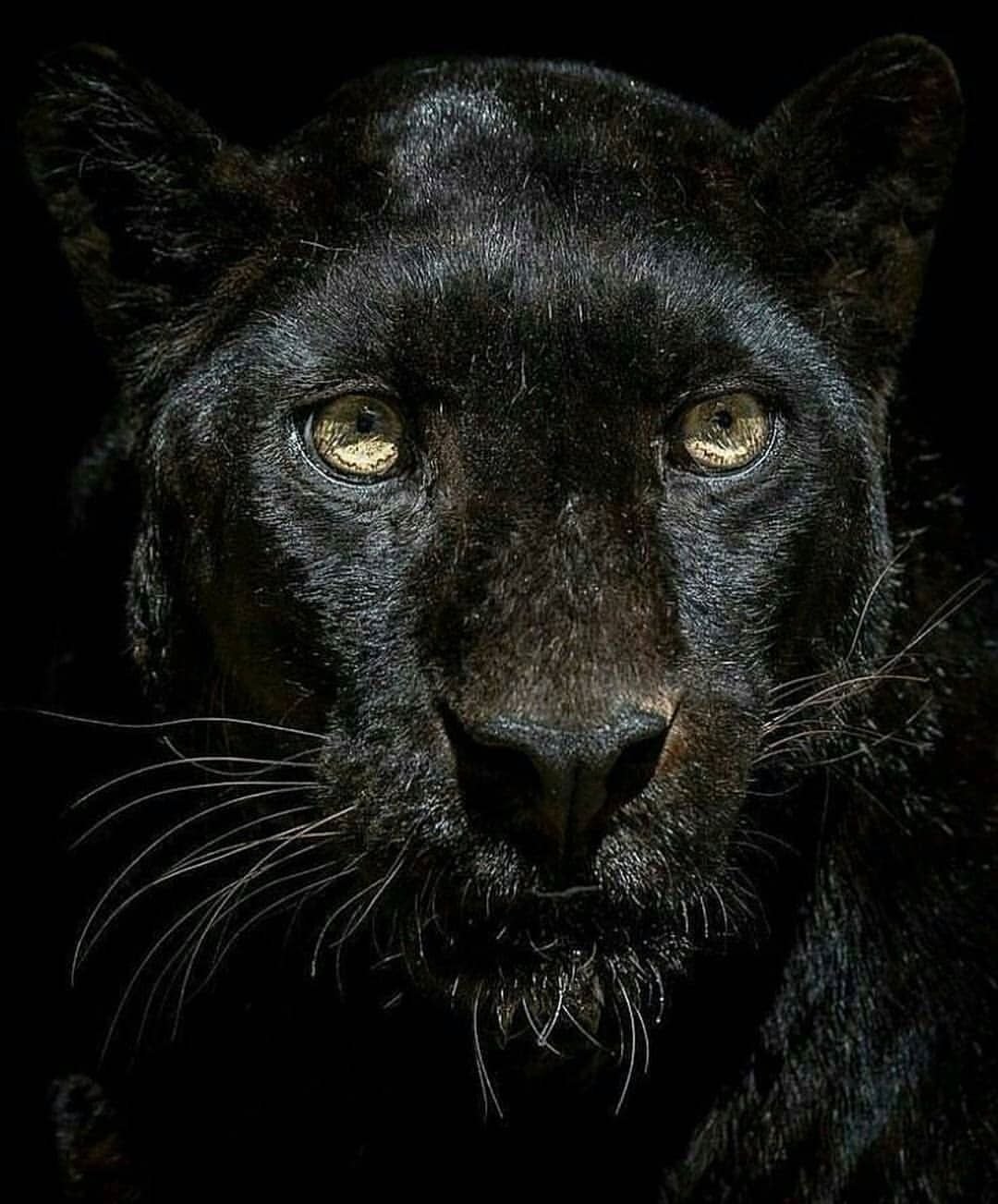 Черная Пума на черном фоне