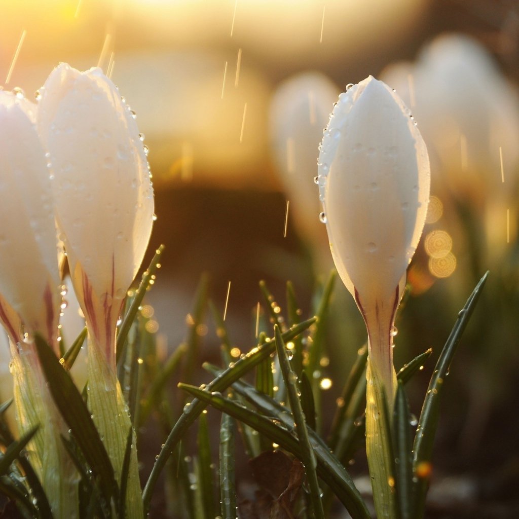 Весенний коллаж