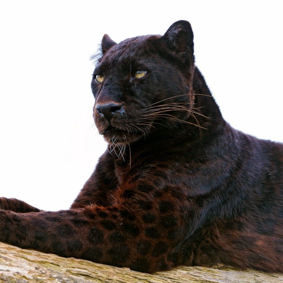 Злой оскал пантеры