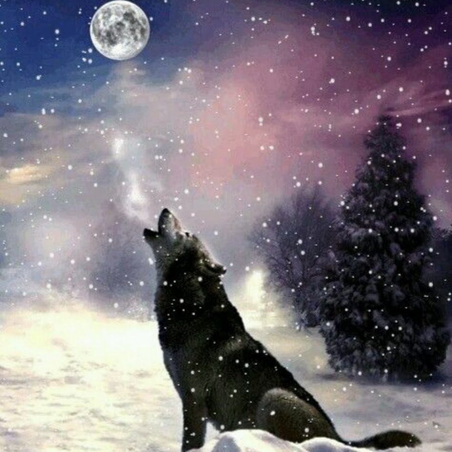 НОХЧО Борз 95