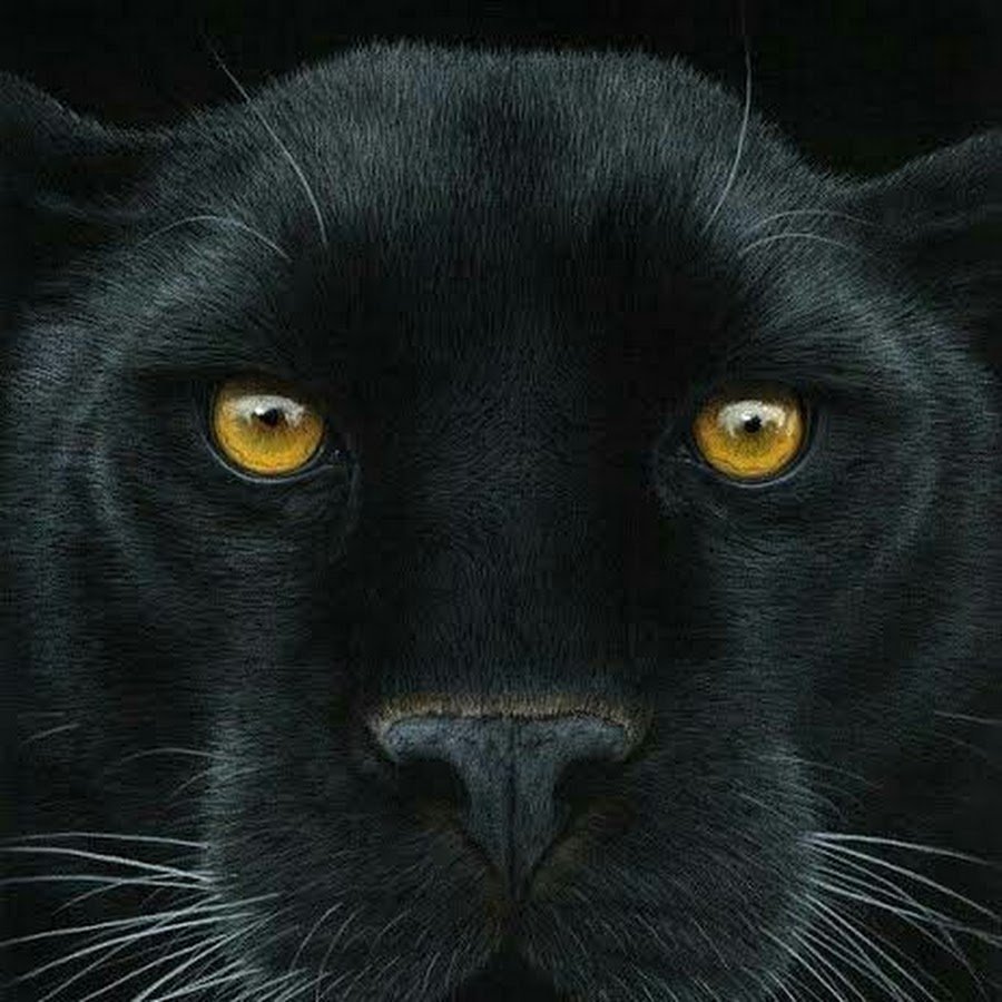 Черная пантера аватарка