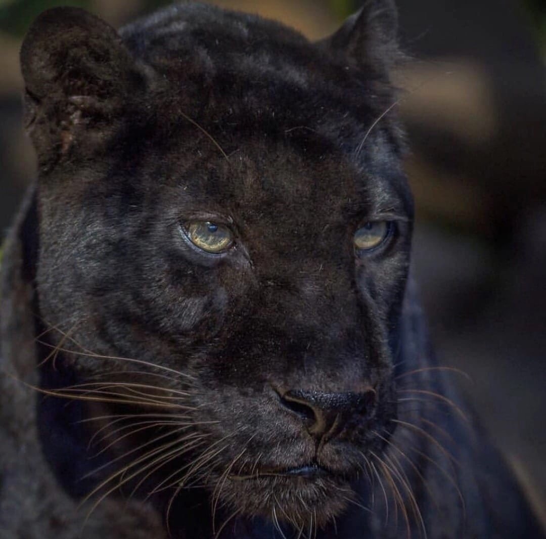 Черная пантера