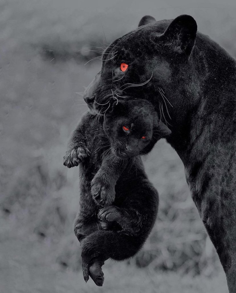 Черный Ягуар оскал