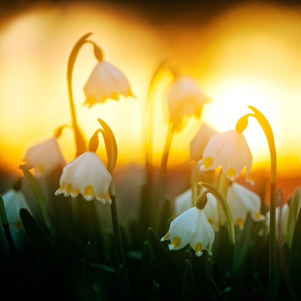 Подснежник кавказский – Galanthus caucasicus (Baker) Grossh