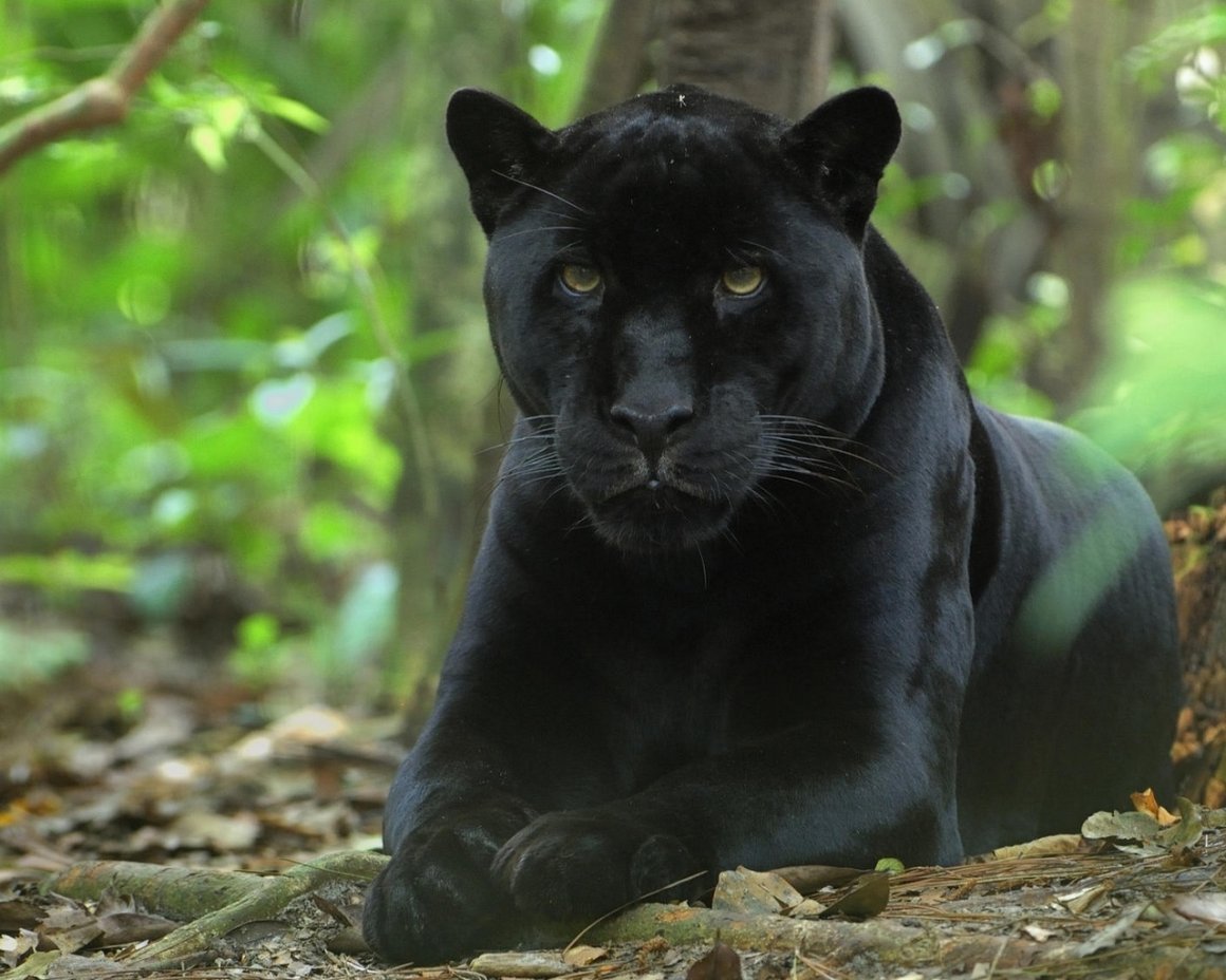 Фото на рабочий стол прикольные популярные с пантерой