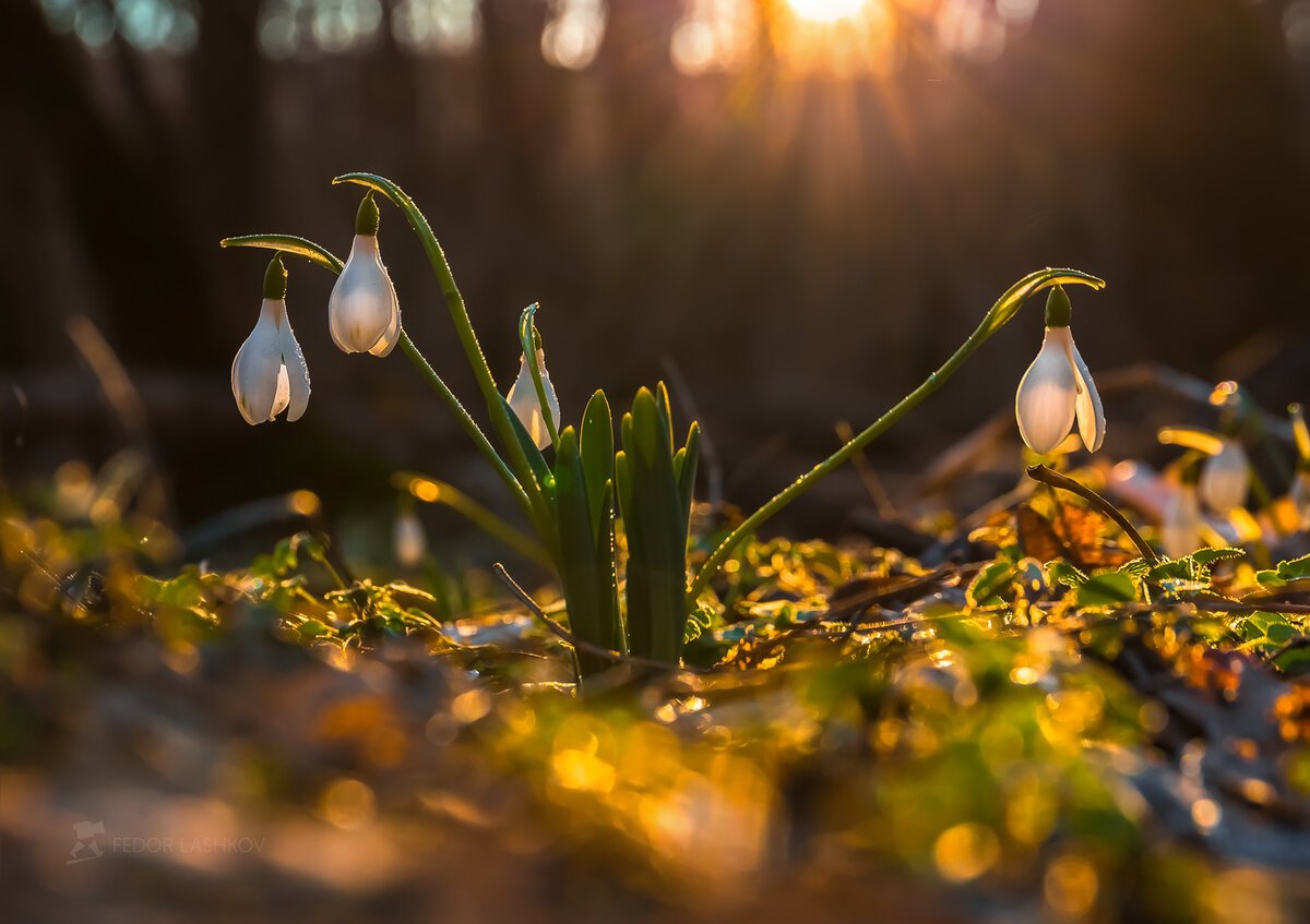 Подснежники Snowdrops
