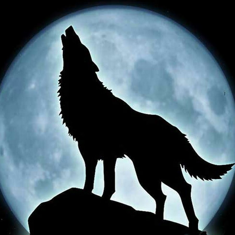 Волк на фоне Луны