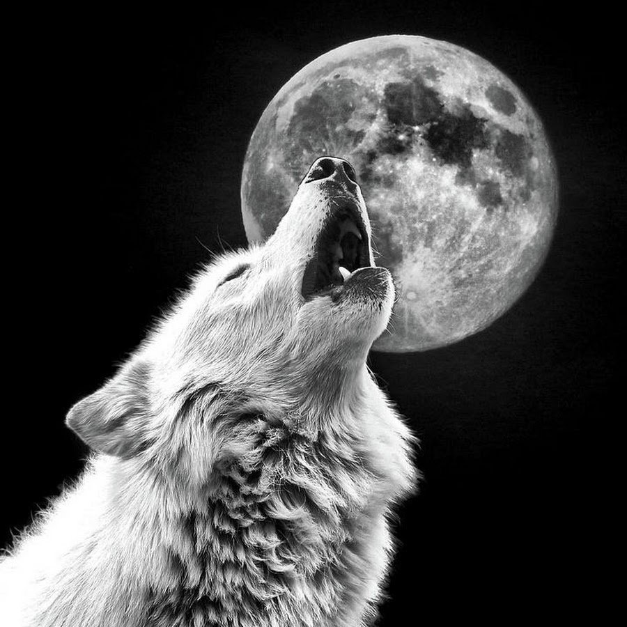 Смешной волк воет на луну