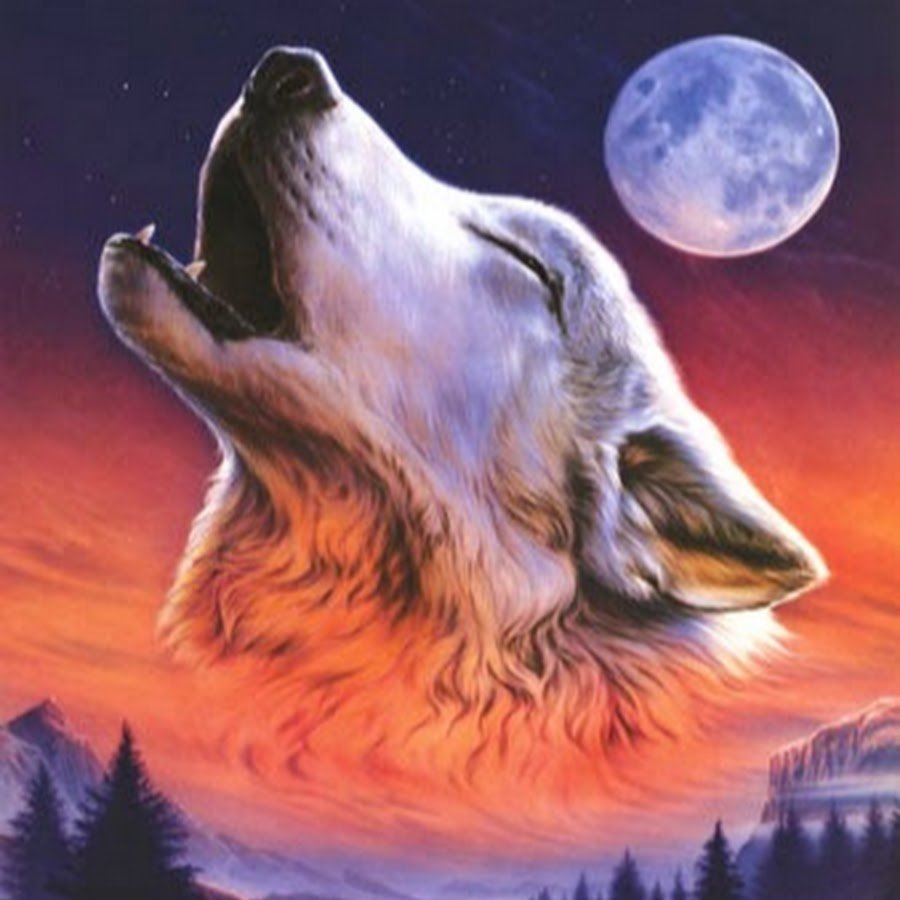 Волк воет рисунок