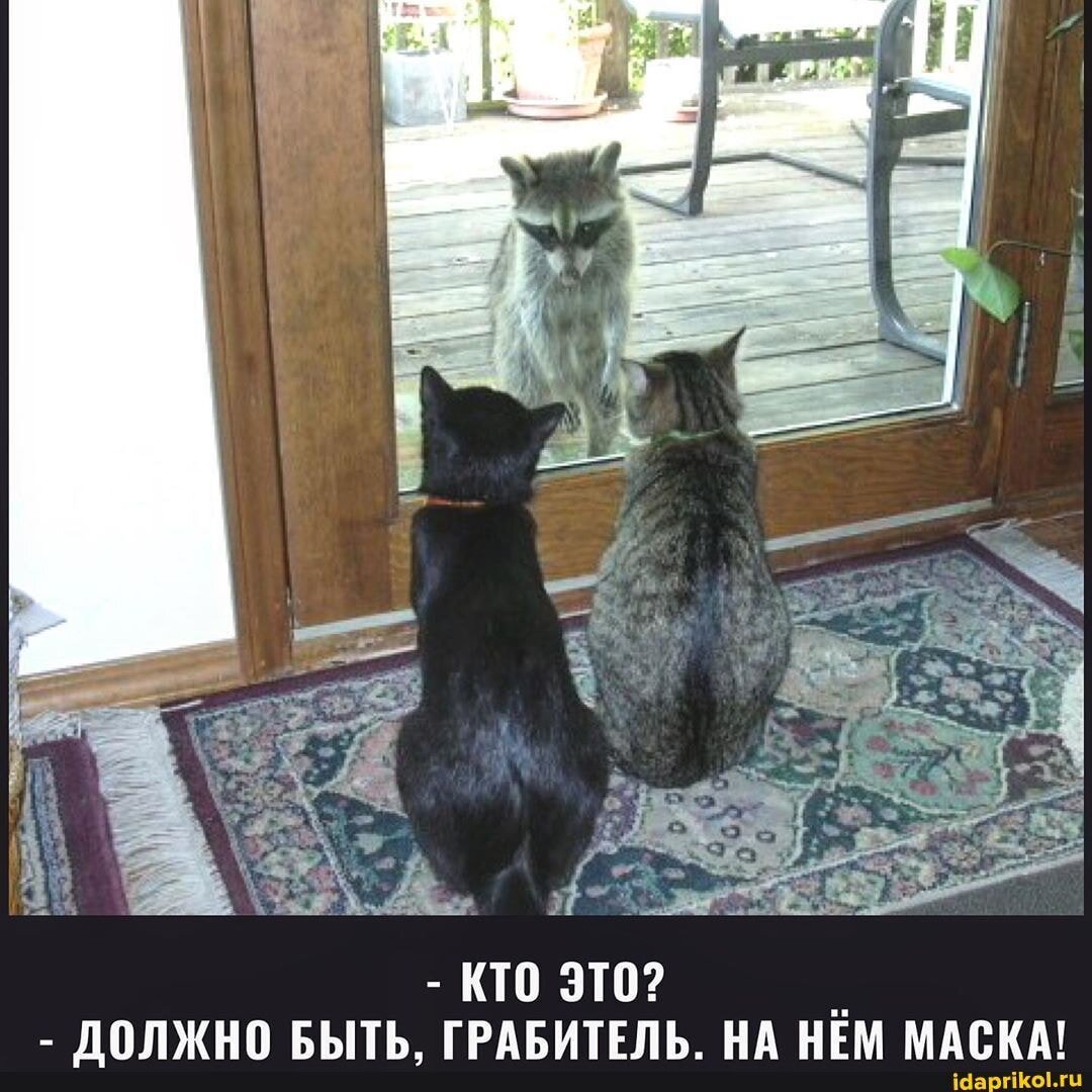 Смешные коты с подписями