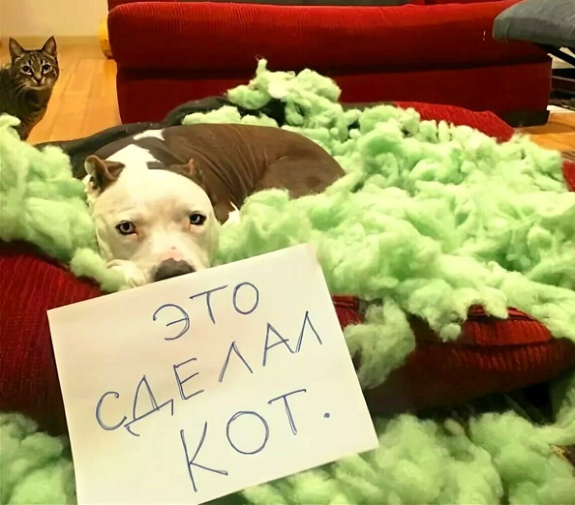 Собаки приколы с надписями