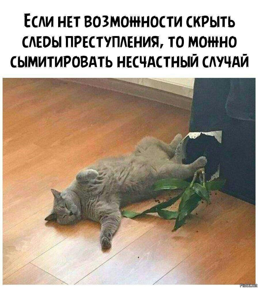 Юмор в картинках с надписями для поднятия настроения