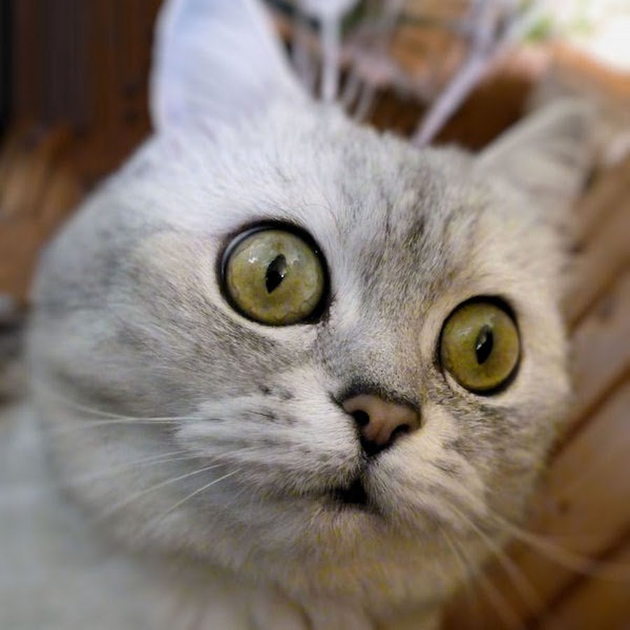 Смешные коты с надписим