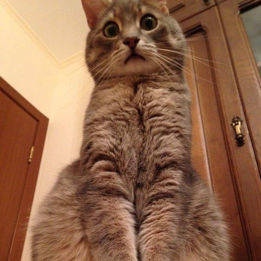 Смешной кот с подписью