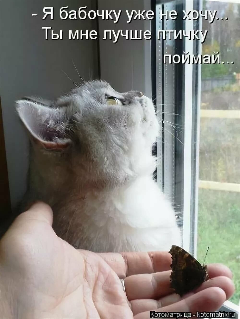 Коты приколы с подписями