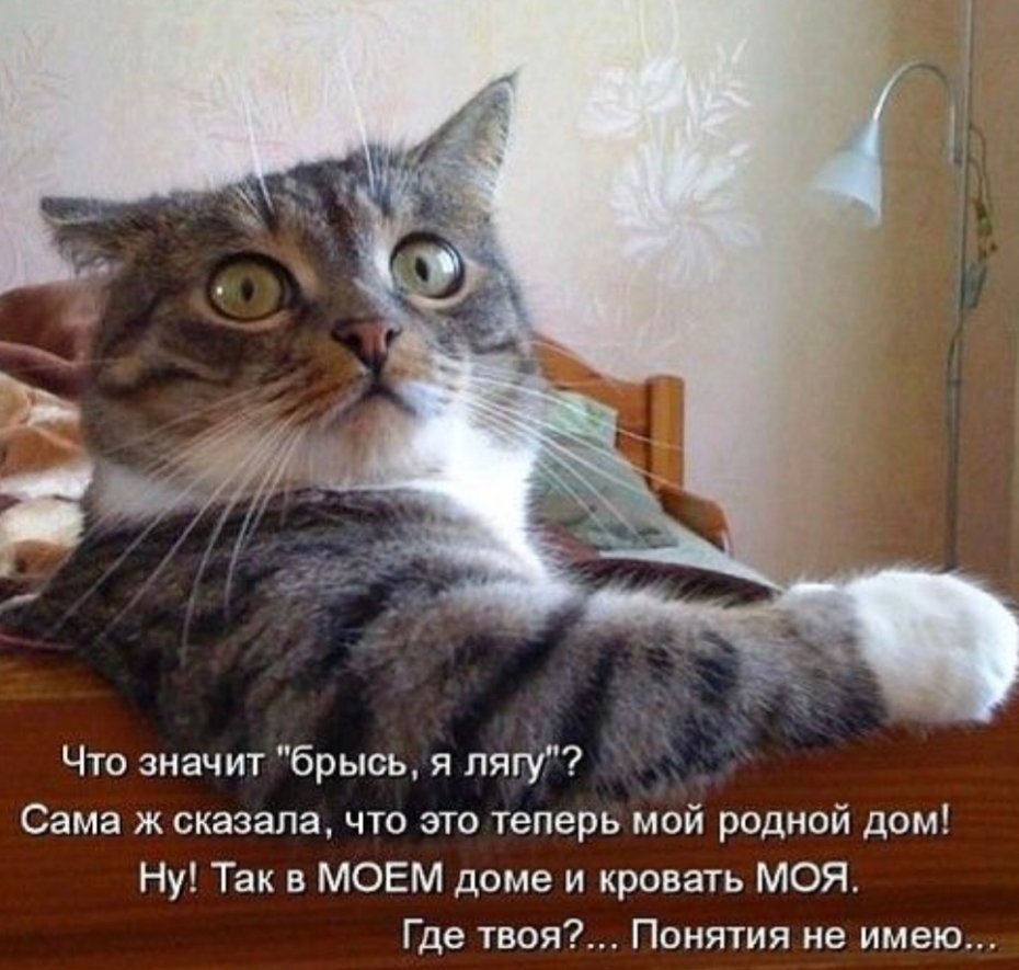 Коты приколы с подписями