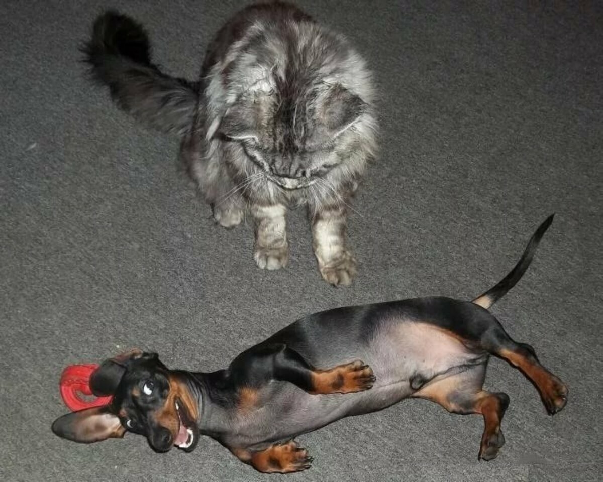 Шутки про животных