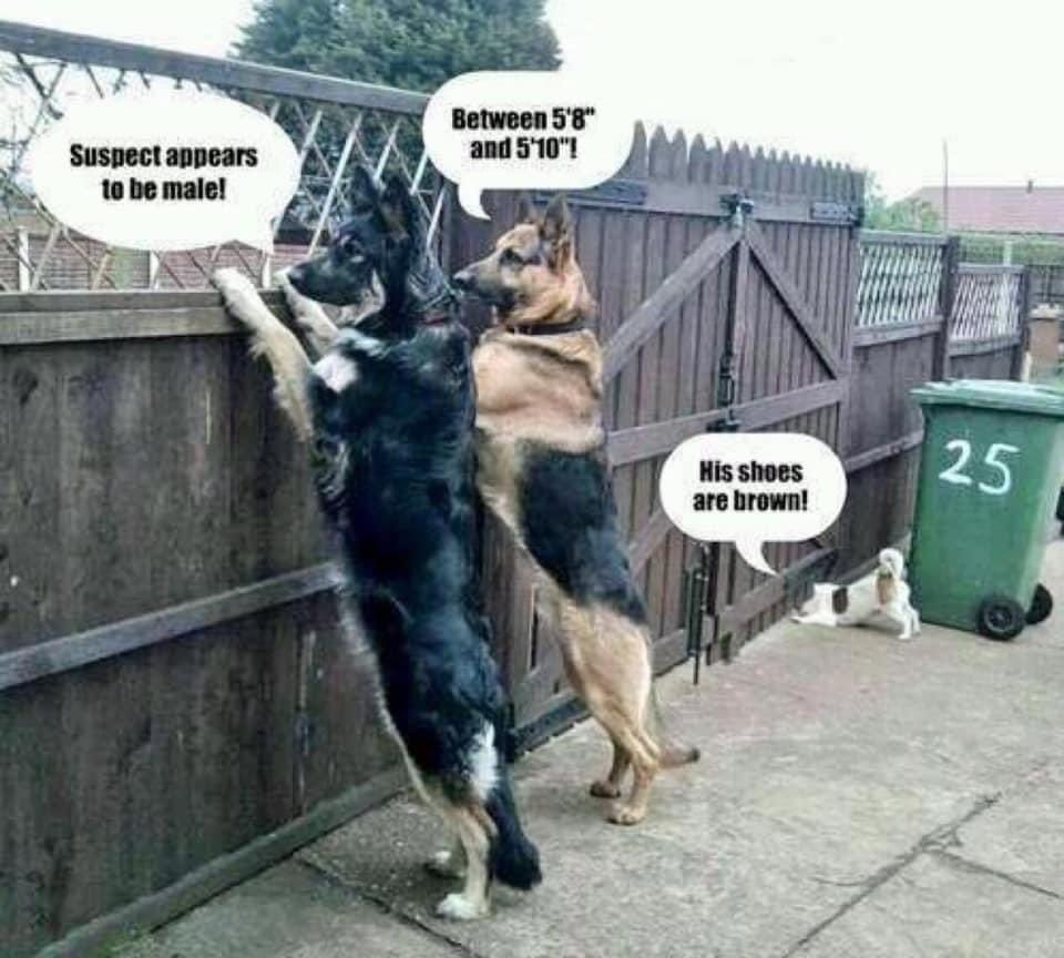 Овчарки с надписями