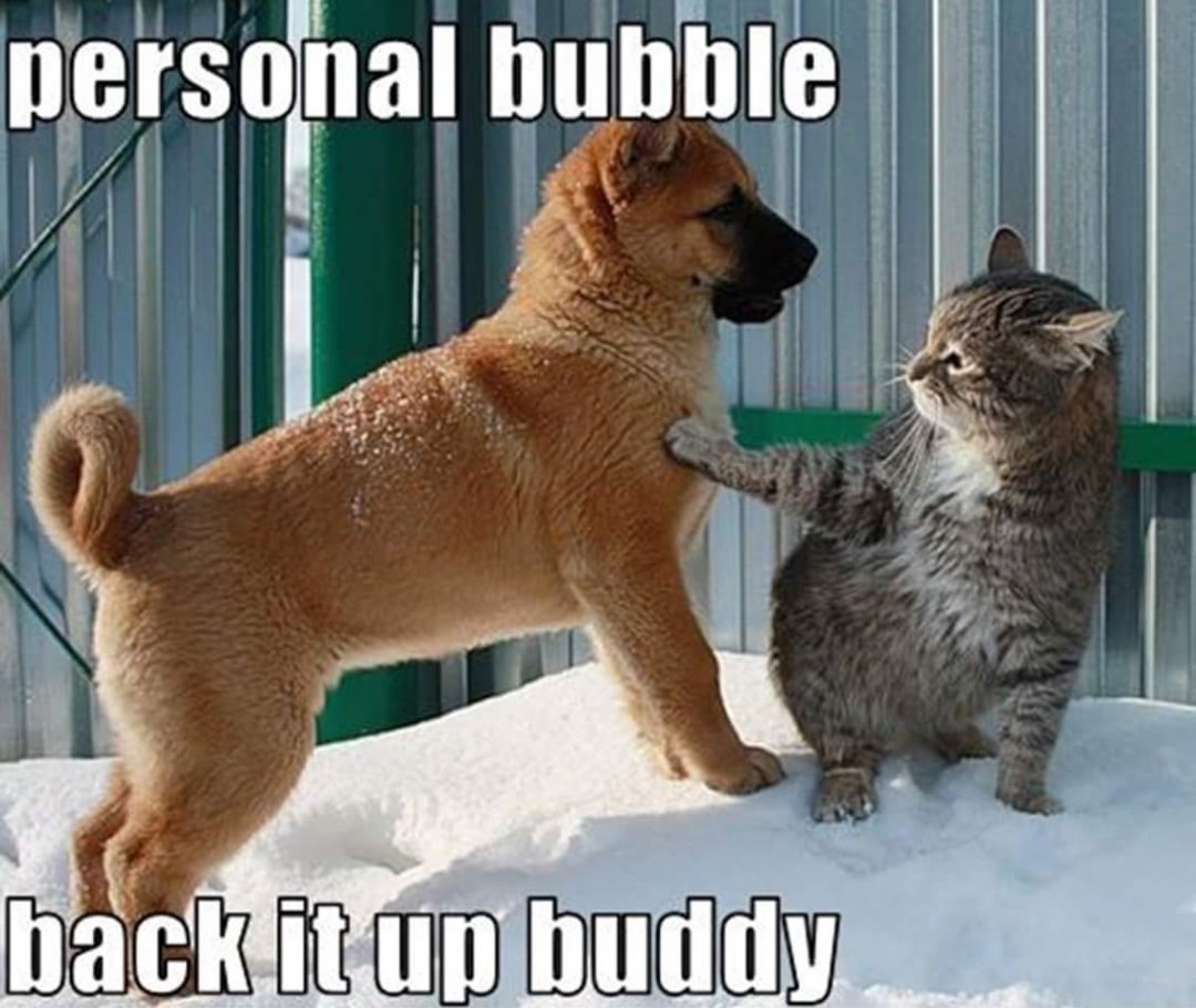 Кошки и собаки приколы