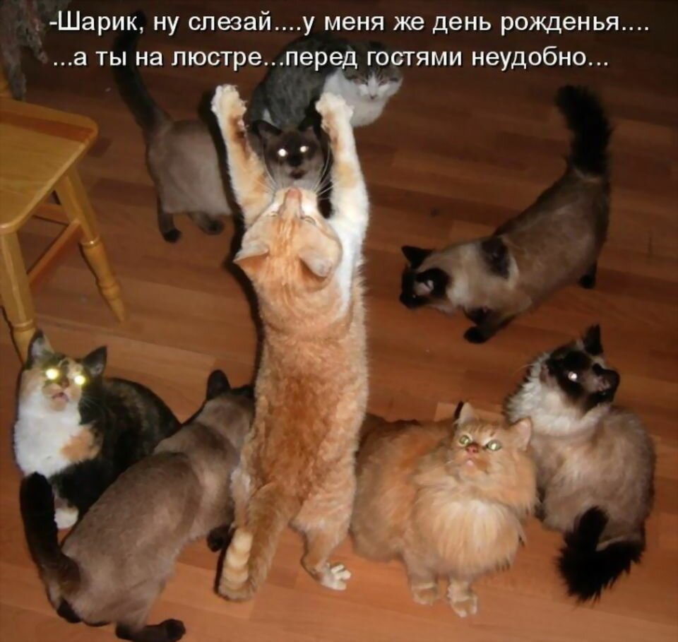 Смешные животные с надписями