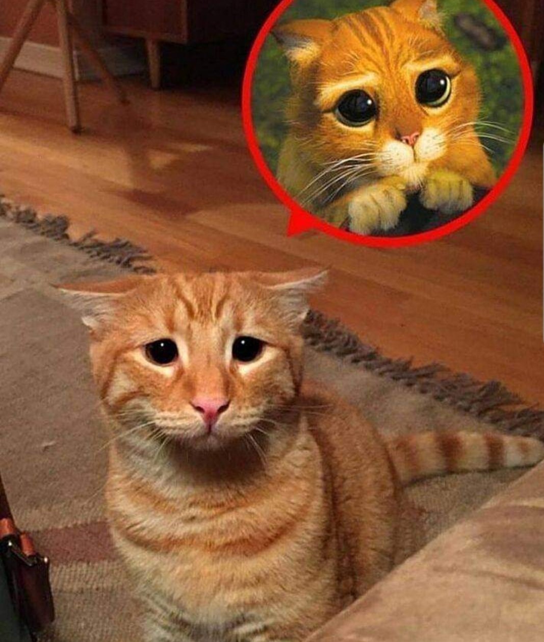 Смешные картинки с надпися