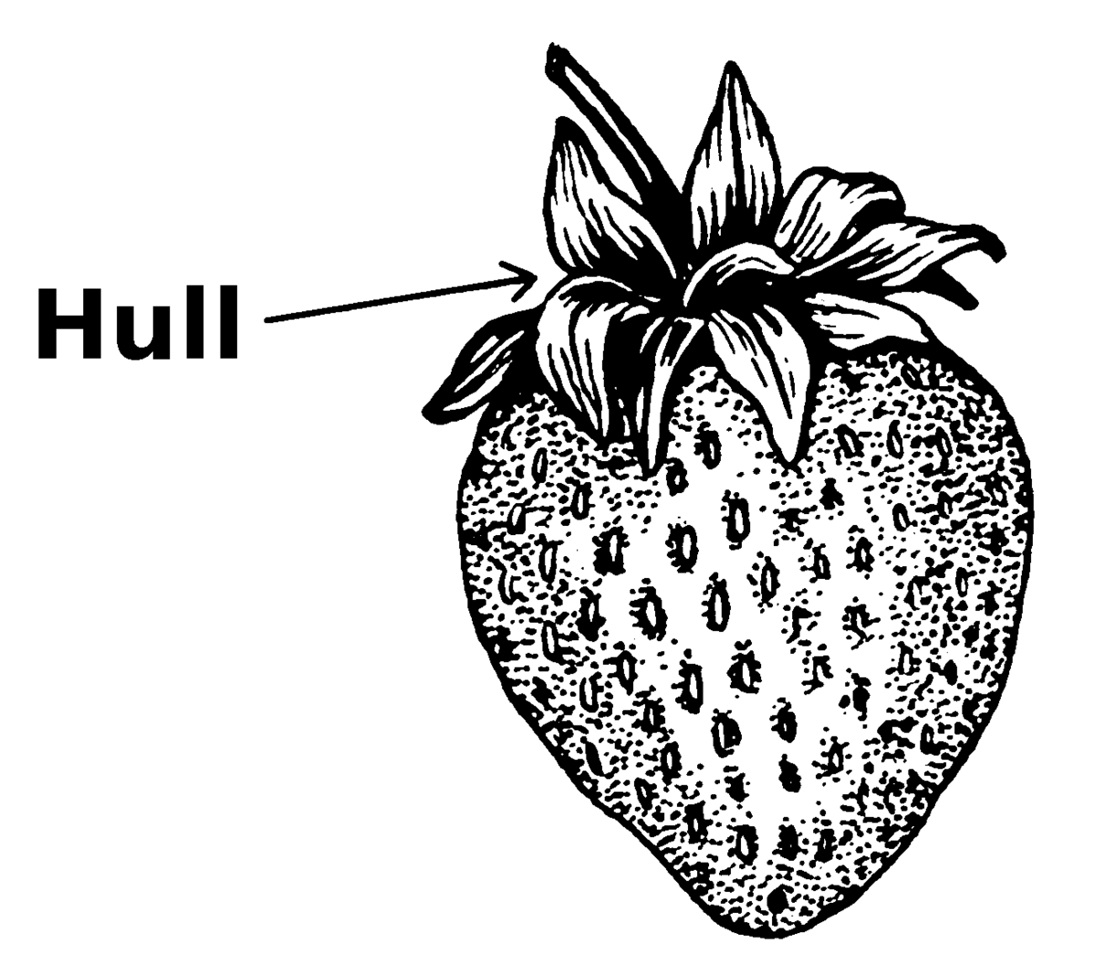 Векторная клубника