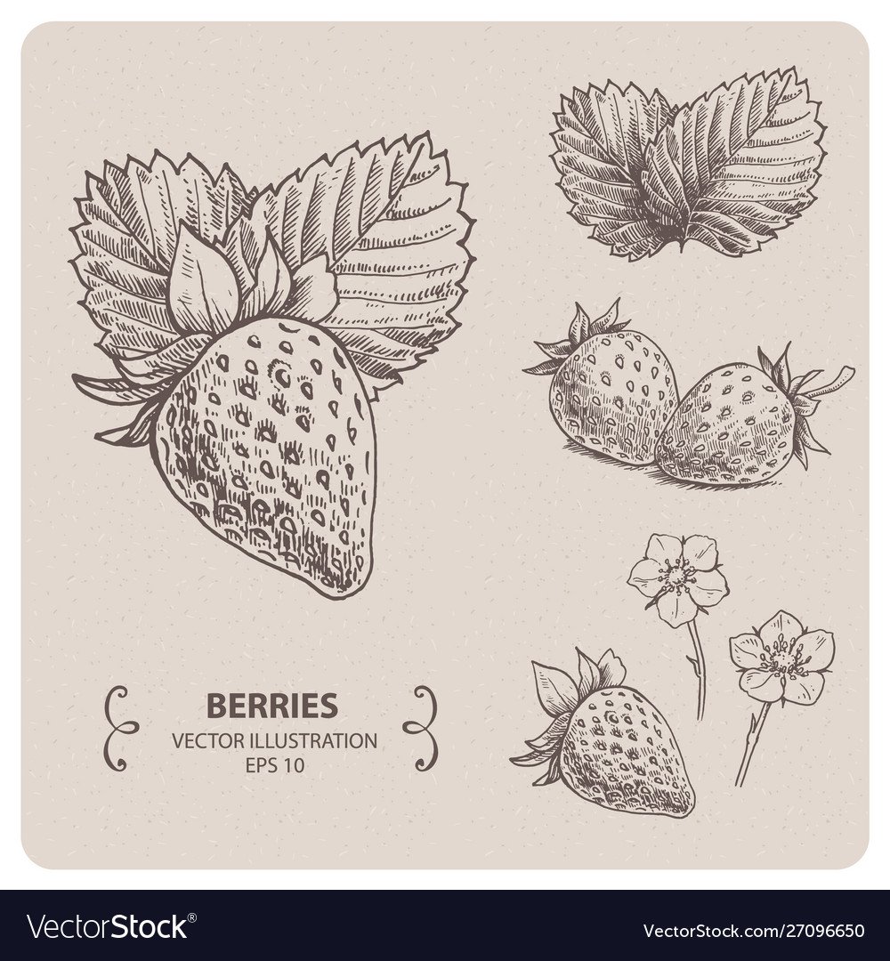 Ягоды силуэт