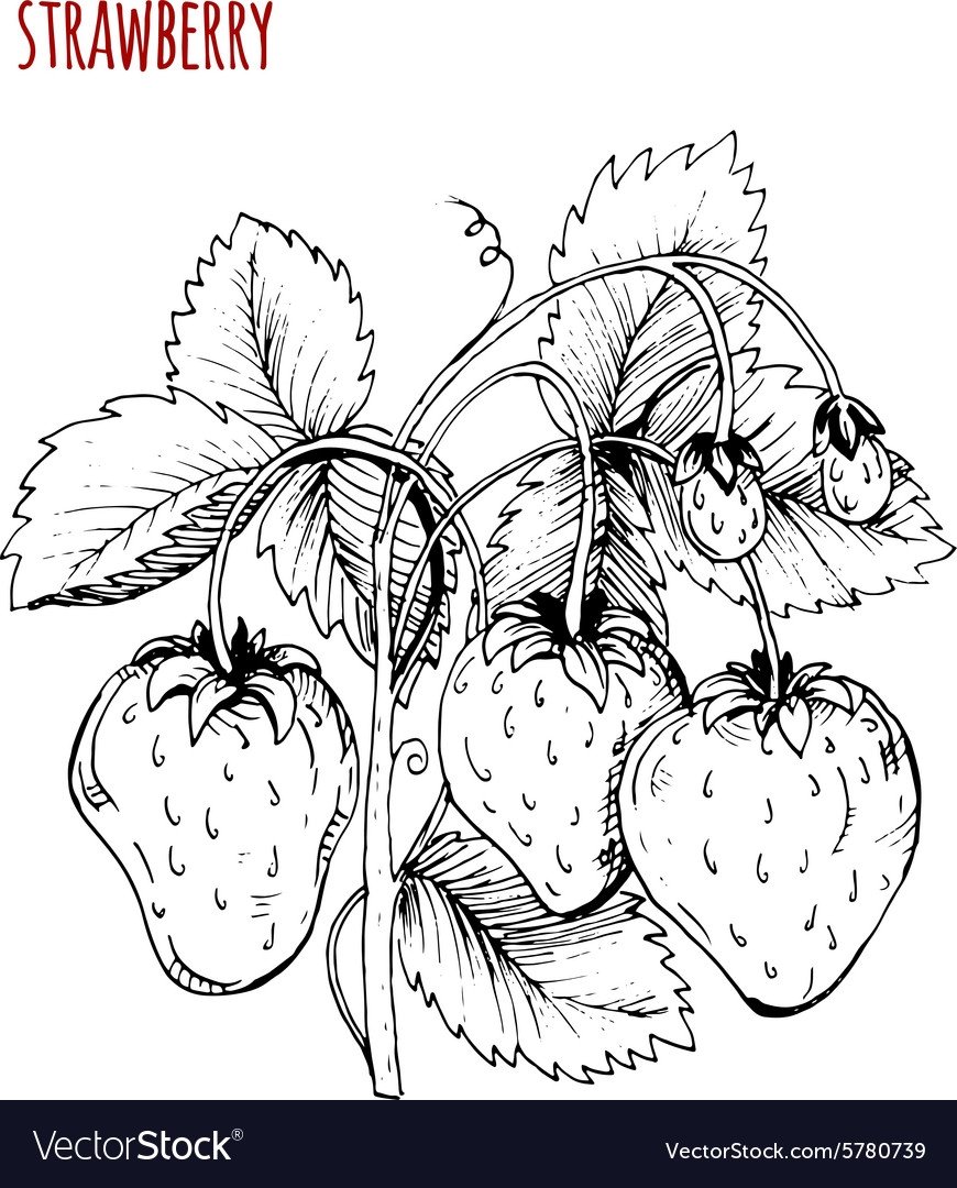 Контур куста клубники