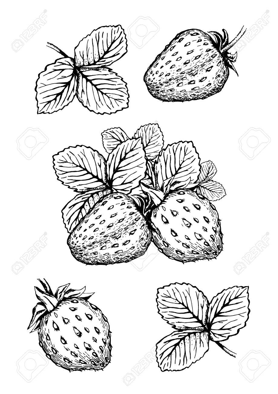 Клубника вектор чб