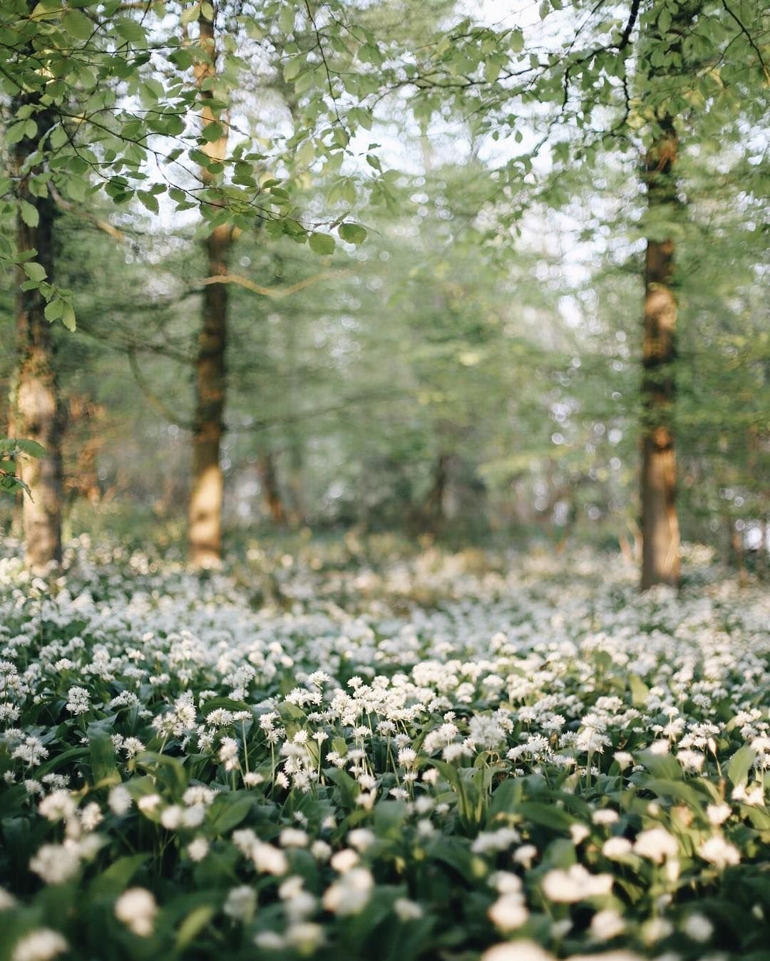 Весенняя Эстетика