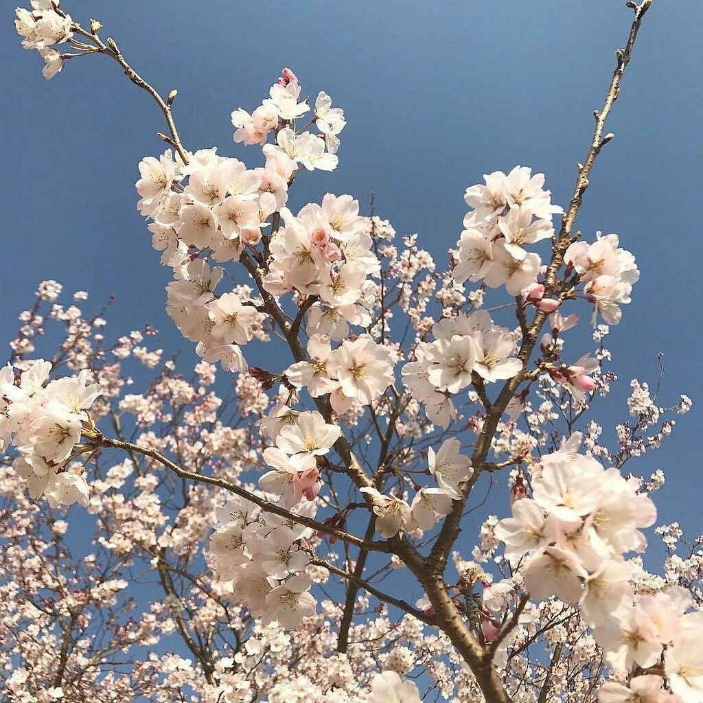 Цветущие растения Эстетика