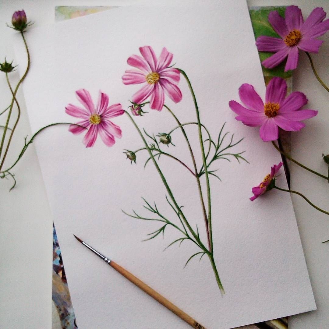 Космея акварелью