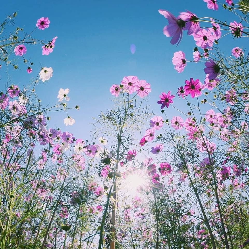 Заставки на телефон бесплатные цветы космея