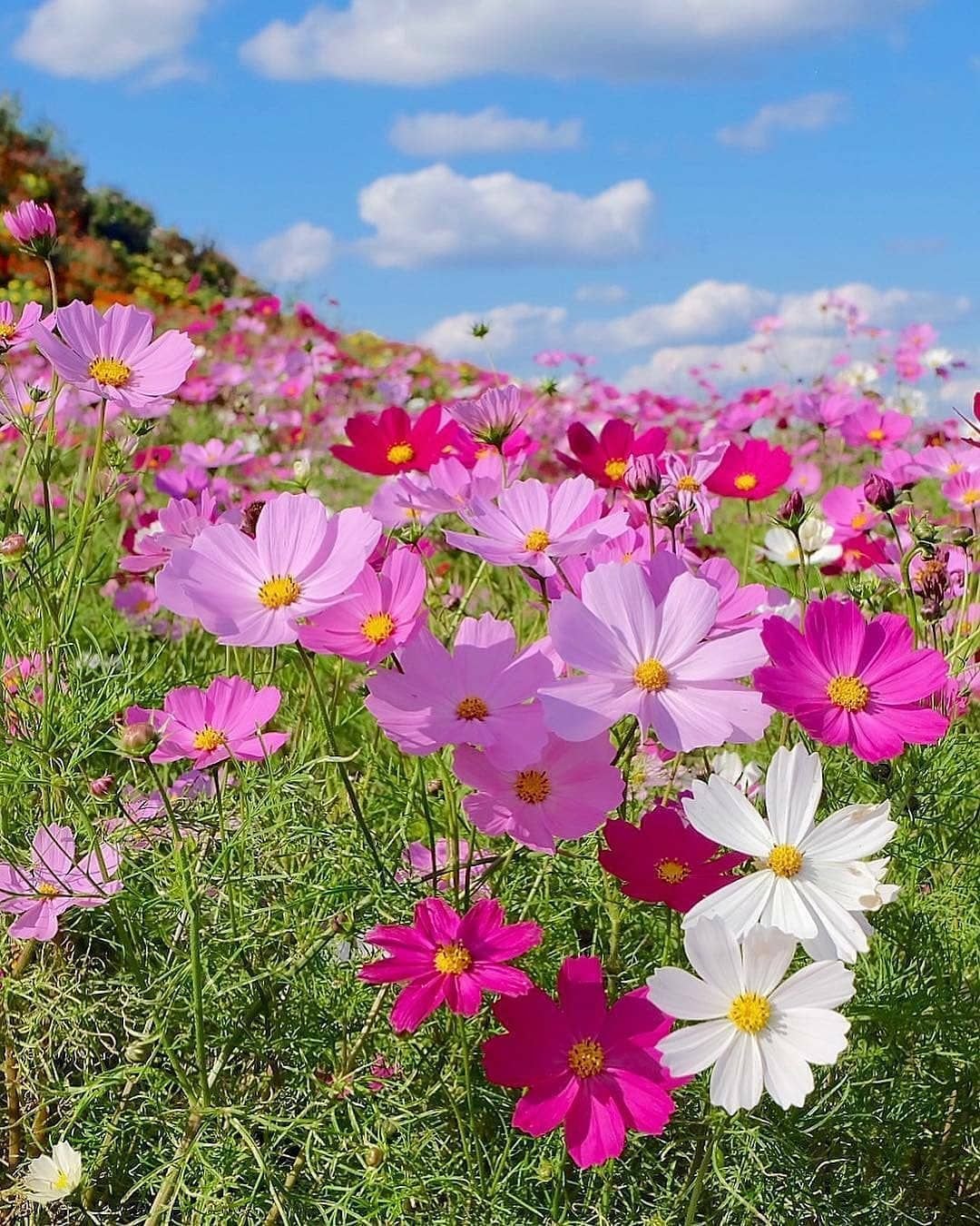 Космея Луговая