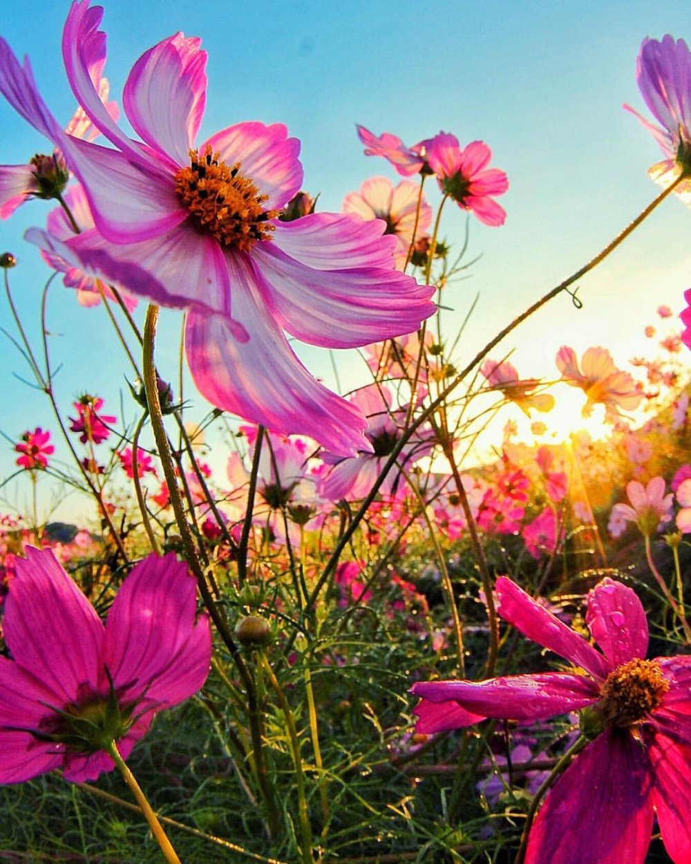 Цветок космея космея