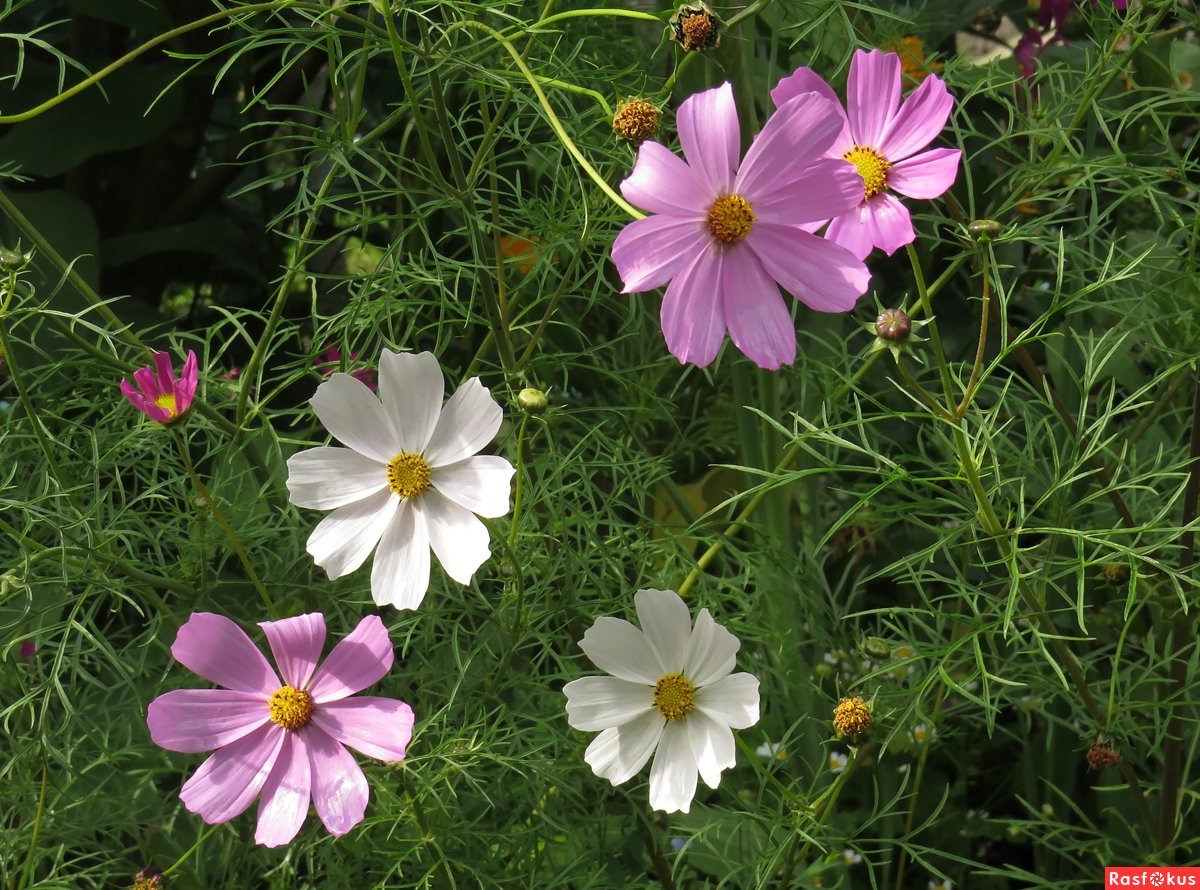 Космея морская Ракушка