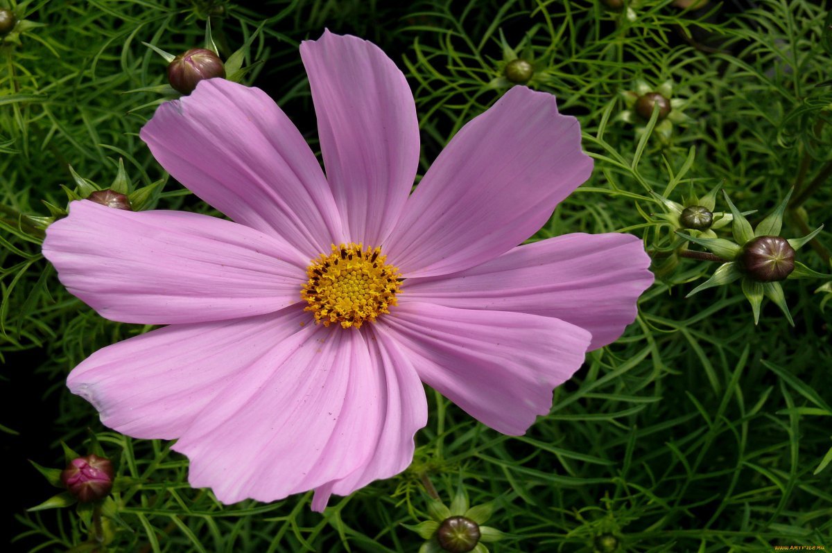 Космея сизый