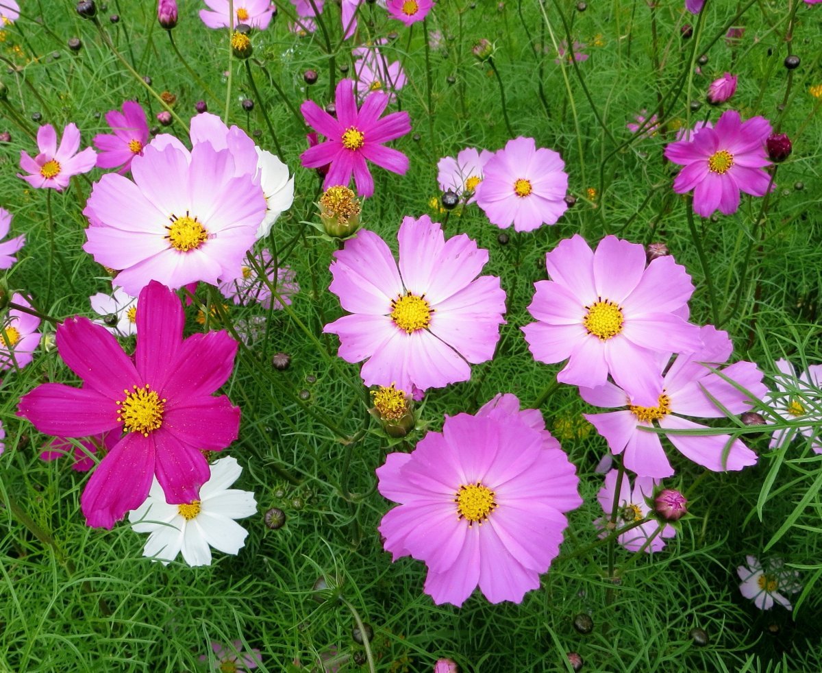 Цветок космея дваждыперистая