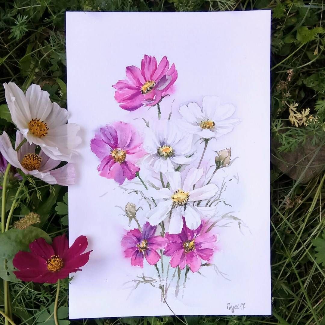Космея акварель японская