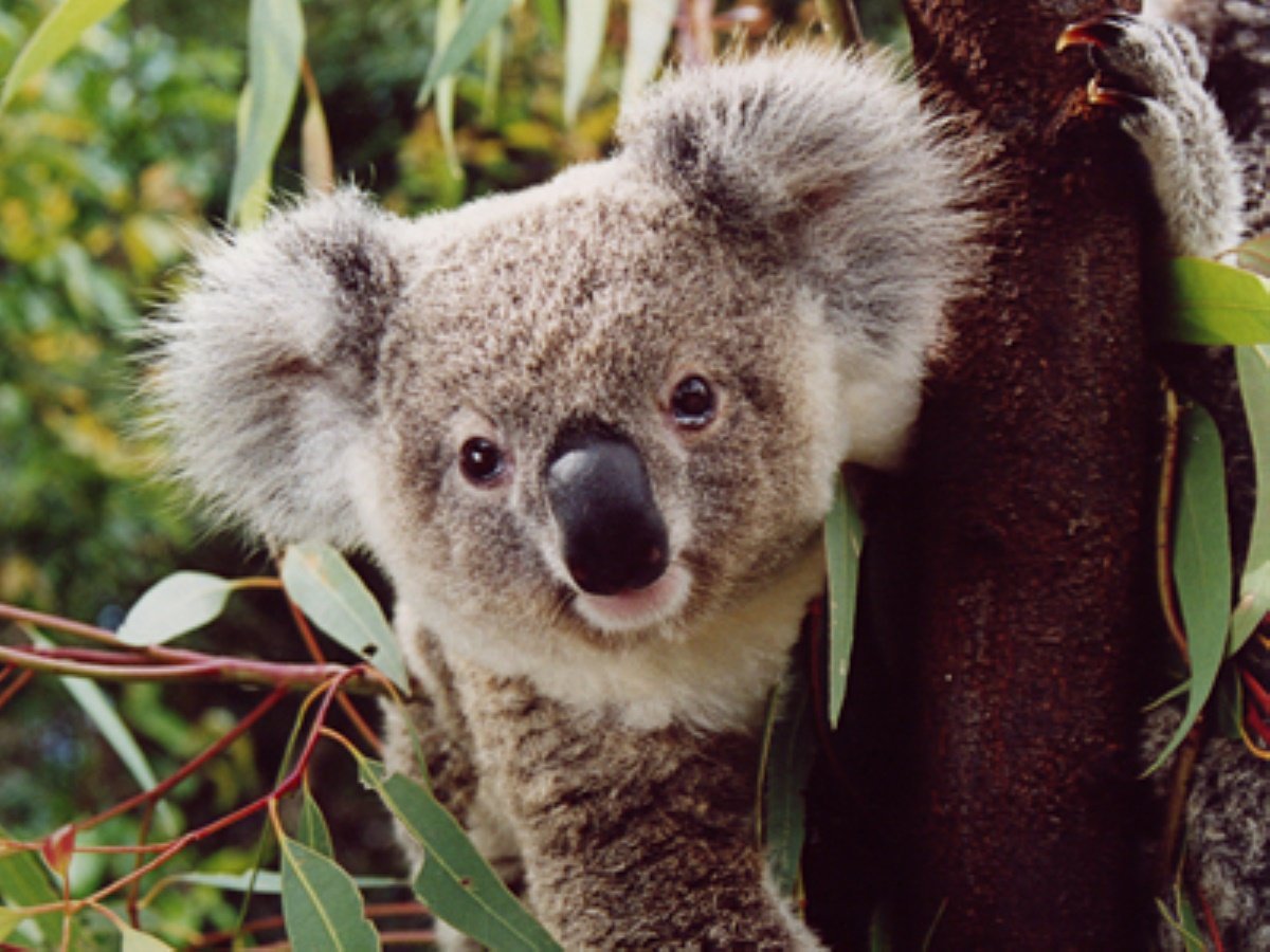 Коала кусается