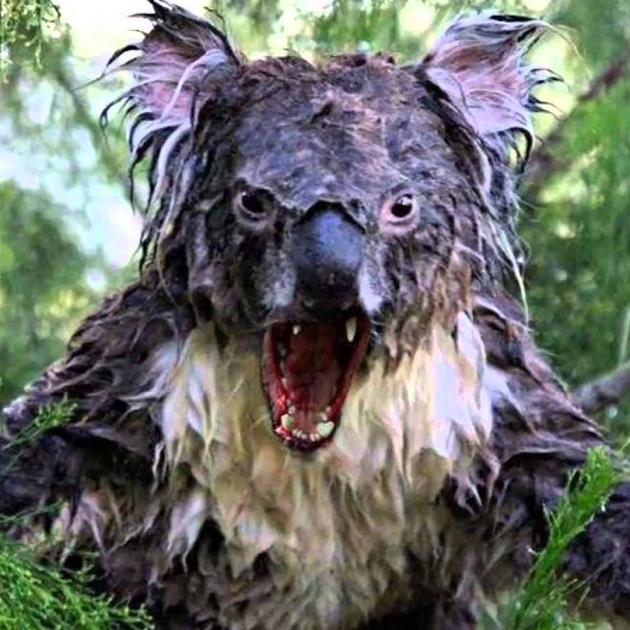 Мокрая Куала страшно