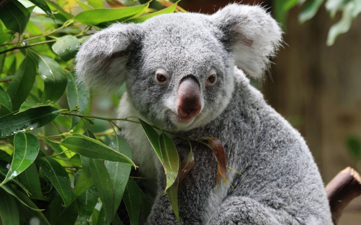 Зверобой коала