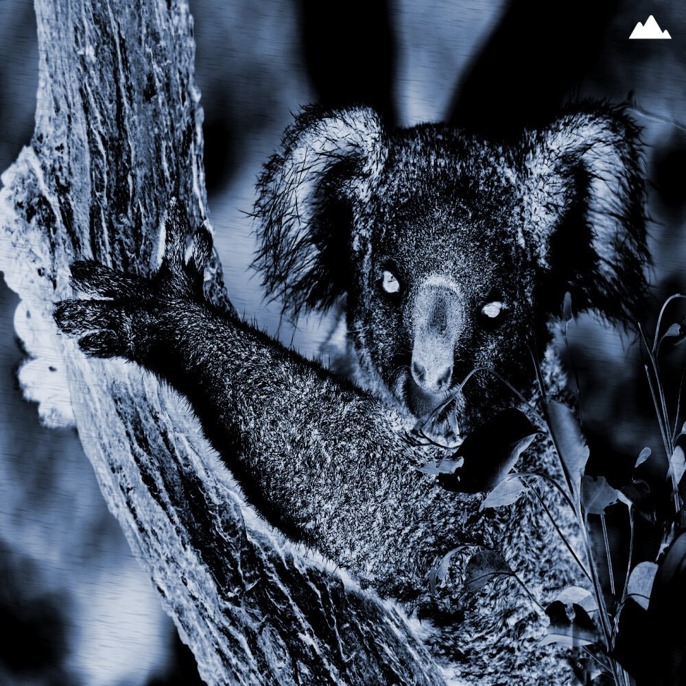 Зверь похожий на коалу