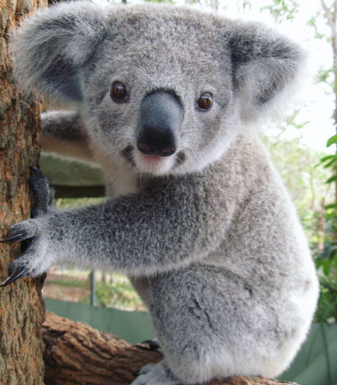 Австралийский медведь коала питается