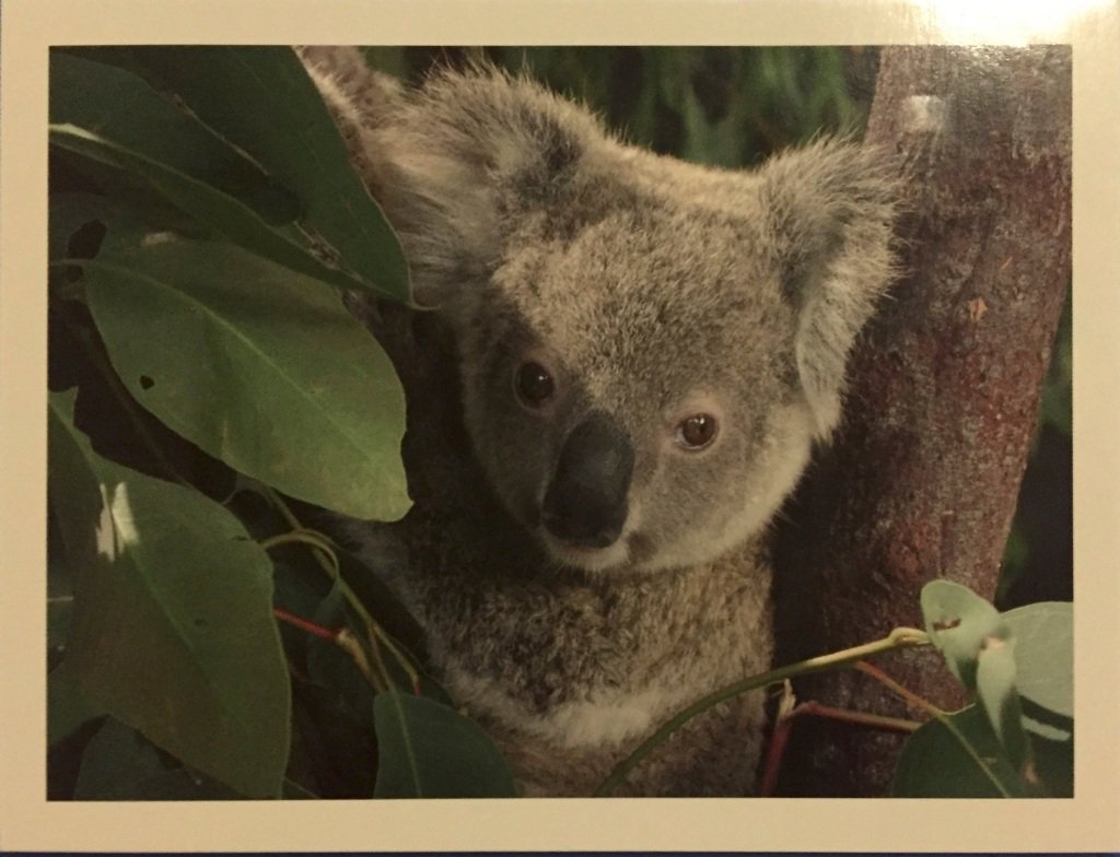 Эдинбургский зоопарк коалы