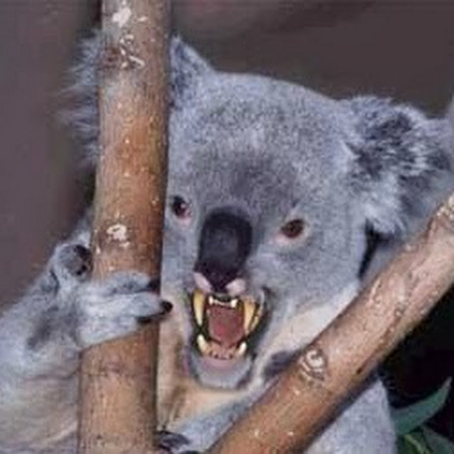 Коала пьет воду после пожара