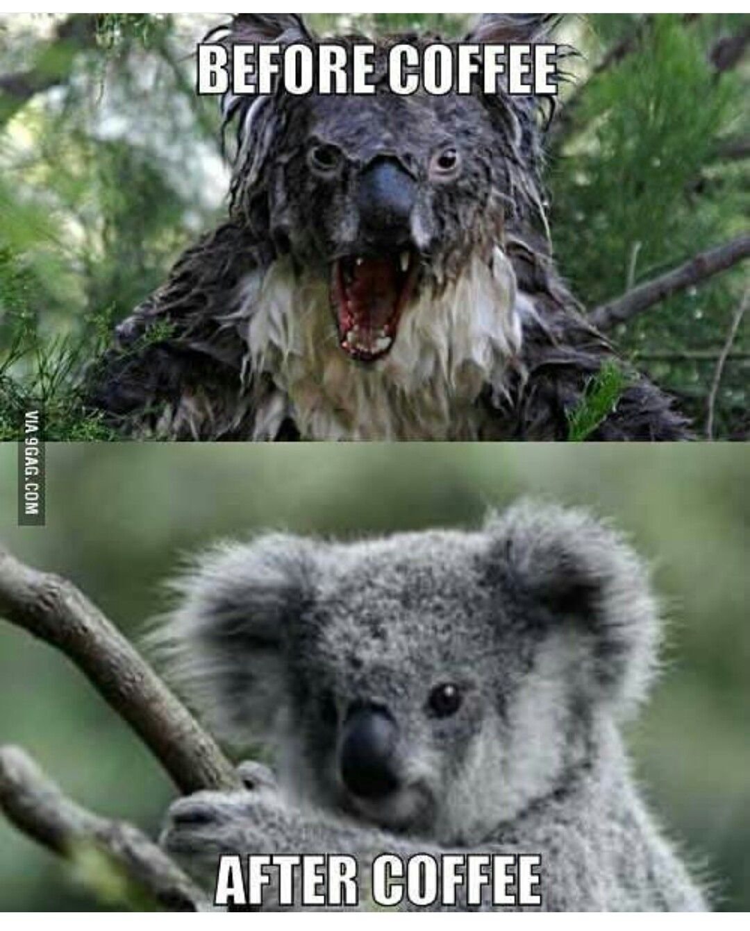 Самая большая коала