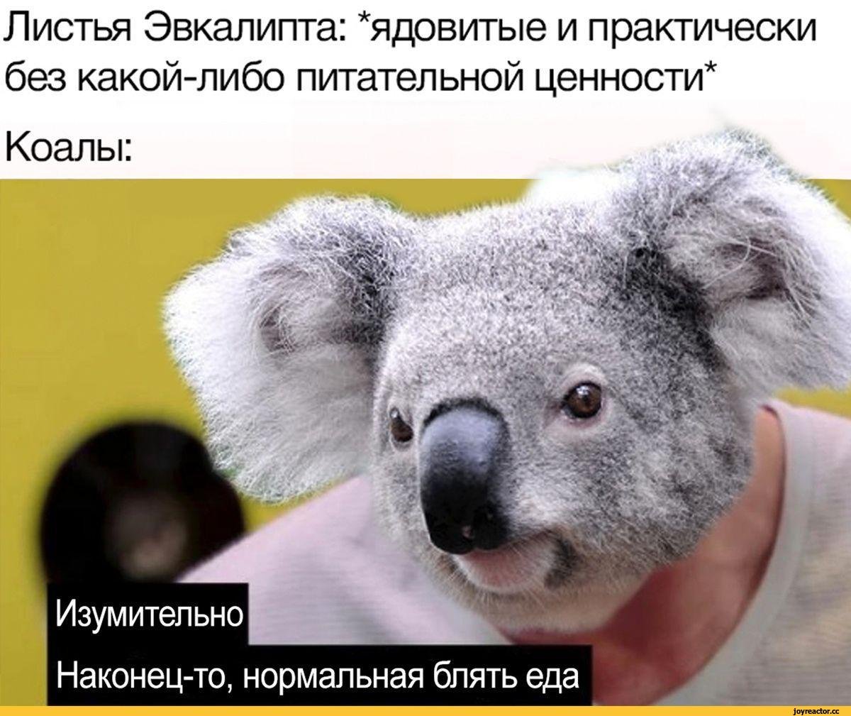 Koala cartoon with Computer