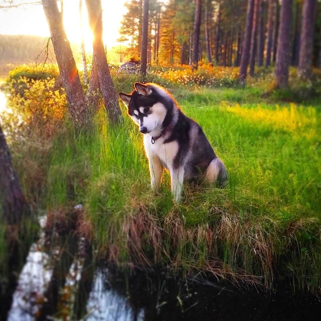 101 Dalmatians Street Дилан и Долли