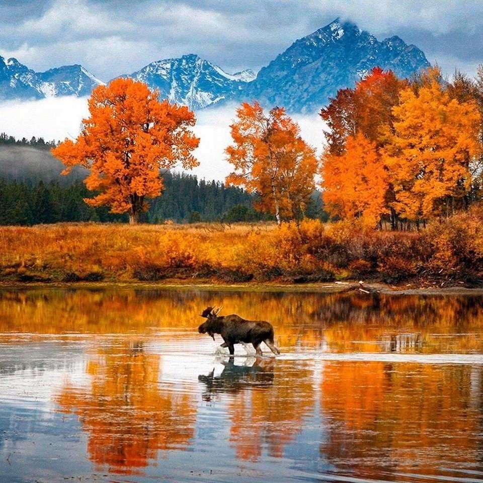 Раскраски собак породистых